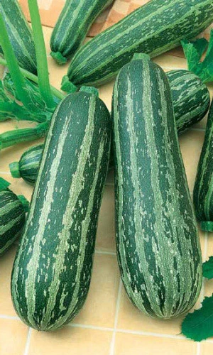 Семена Кабачок Зебра - цуккини 10шт (УД) Е/П