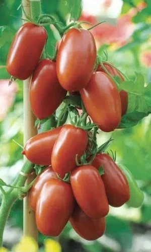 tomat-sliva-chernaya