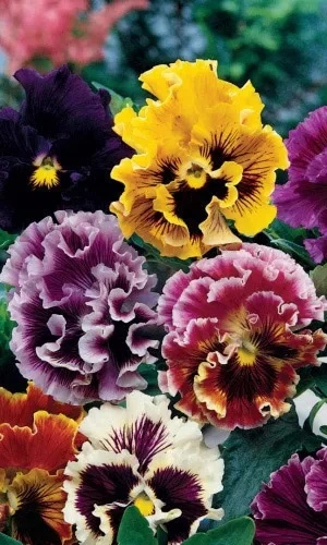 Семена Виола Цветные кружева -рококо 0,1 гр (УД) Е/П