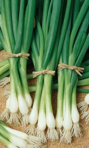 Семена Лук на зелень Лучок на пучок 0,25 гр (УД) Е/П