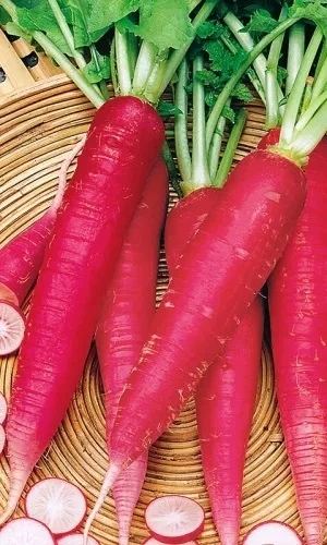 Семена Редис Красный Великан 1 гр (УД) Е/П