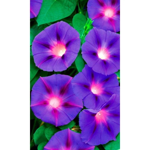 Семена Ипомея Ночная Гирлянда 12шт (УД) Е/П
