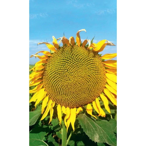 Семена Подсолнечник На семечки 5гр (УД) Е/П