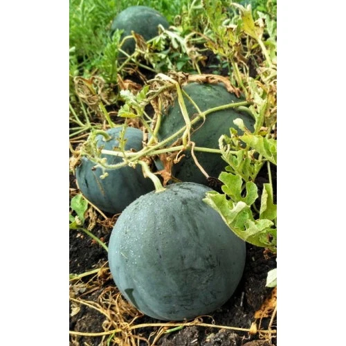 Семена Арбуз Скороспелка 1гр (Марс) Б/П