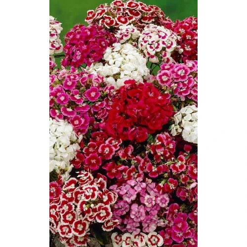 Семена Цветы Гвоздика турецкая Индийский ковер (УД) ЕП_2
