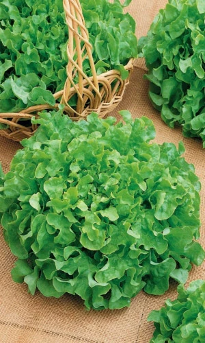 Семена Салат Витаминный 0,3гр (УД) Е/П