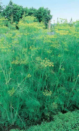 Семена Укроп Грибовский 2гр (УД) Е/П