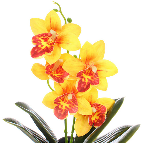 Цветочная композиция Орхидея 1028см желтая в пластиковом горшке_4