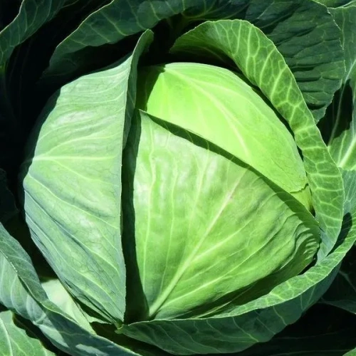 Семена Капуста белокочанная Московская поздняя 15 0,5гр (УД) Е/П +50%БЕСПЛАТНО