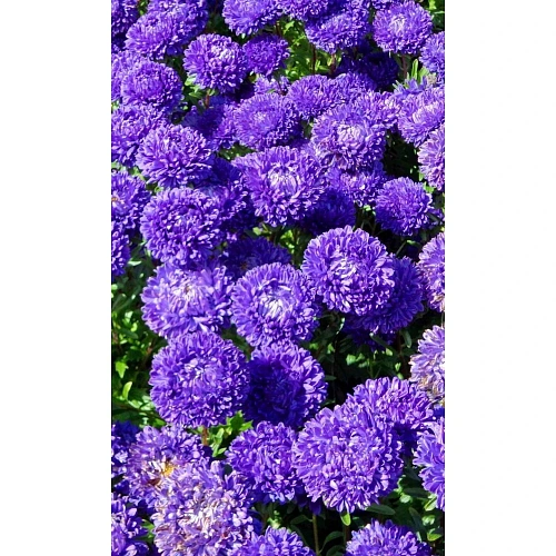 Семена Астра пионовидная Дюшес Блю 0,2гр (УД) Е/П