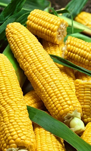 Семена Кукуруза Ранняя лакомка 121 5гр (МАРС) Б/П