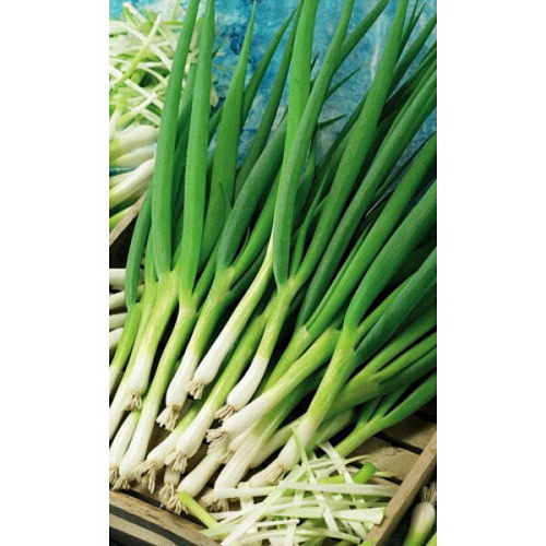 Семена Лук батун Сибиряк 0,25гр (УД) Е/П