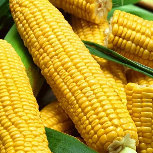 Семена Кукуруза Лакомка - сахарная 5гр (Марс) Б/П