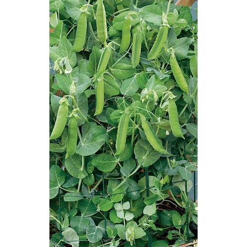 Семена Горох Дачный овощной 8гр (Марс) Б/П