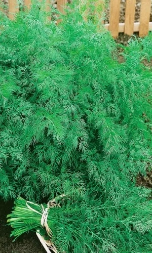 Семена Укроп Аллигатор 1 гр (Марс) Б/П