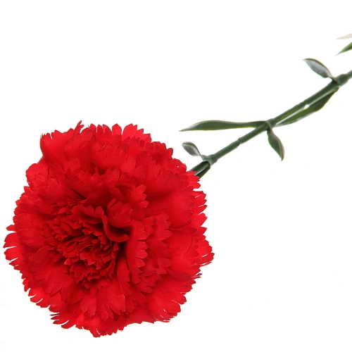 Цветок искусственный Гвоздика 68см красная_4