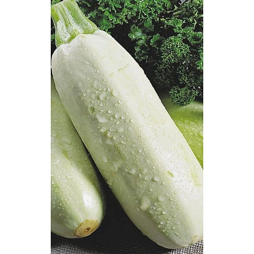 Семена Кабачок Белоплодные 2гр (Марс) Б/П