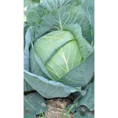 Семена Капуста белокочанная Крюмон F1 0,3гр Б/П (Марс)