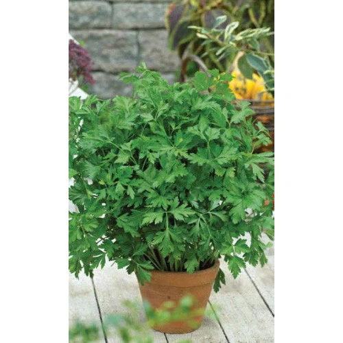 Семена Петрушка Обыкновенная - листовая 2гр (УД) Е/П