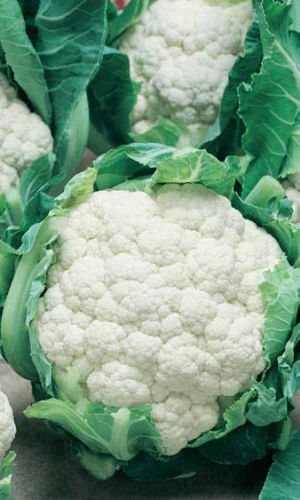 Семена Капуста цветная Сноуболл 123 0,25гр (УД) Е/П