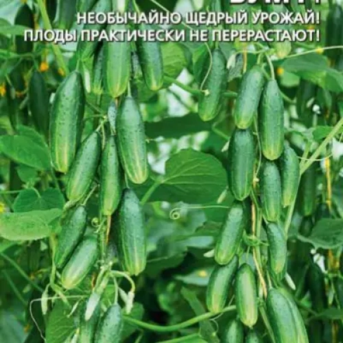 Семена Огурец Бум - пучкового типа F1 5шт (УД) Е/П