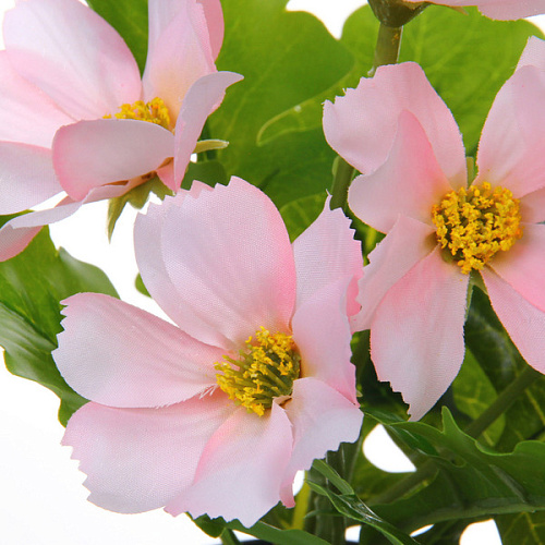 Цветочная композиция Поцелуй лета Космея розовая 20см_3