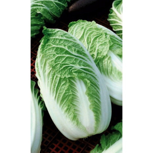 Семена Капуста пекинская Любаша 0.3гр (Марс) Б/П