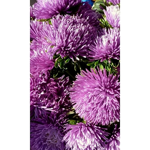 Семена Астра коготковая Люкс 0,2гр (УД) Е/П