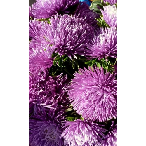 Семена Астра коготковая Люкс 0,2гр (УД) Е/П